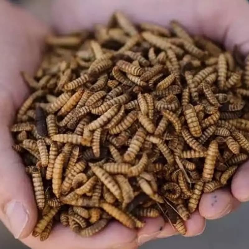 Bsf dry larvae (black soldier fly)