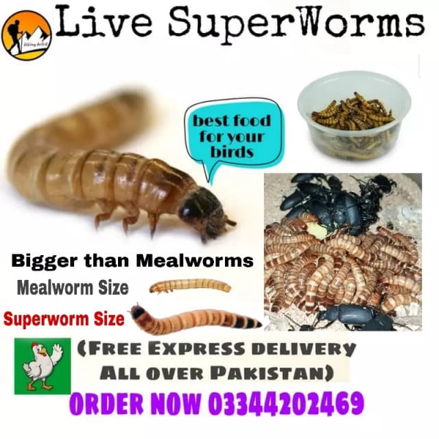 Superworm (live)