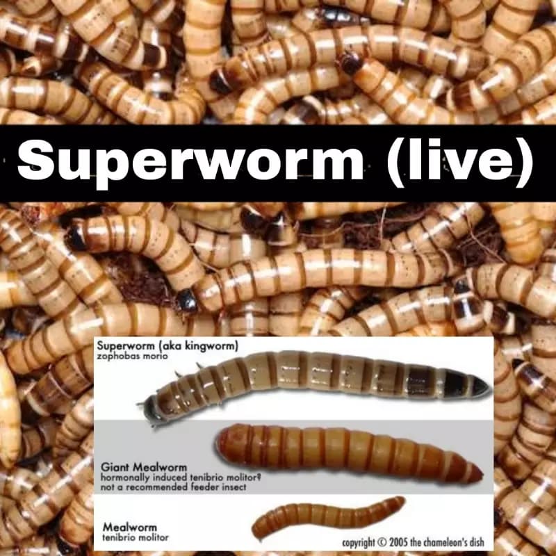Superworm (live)