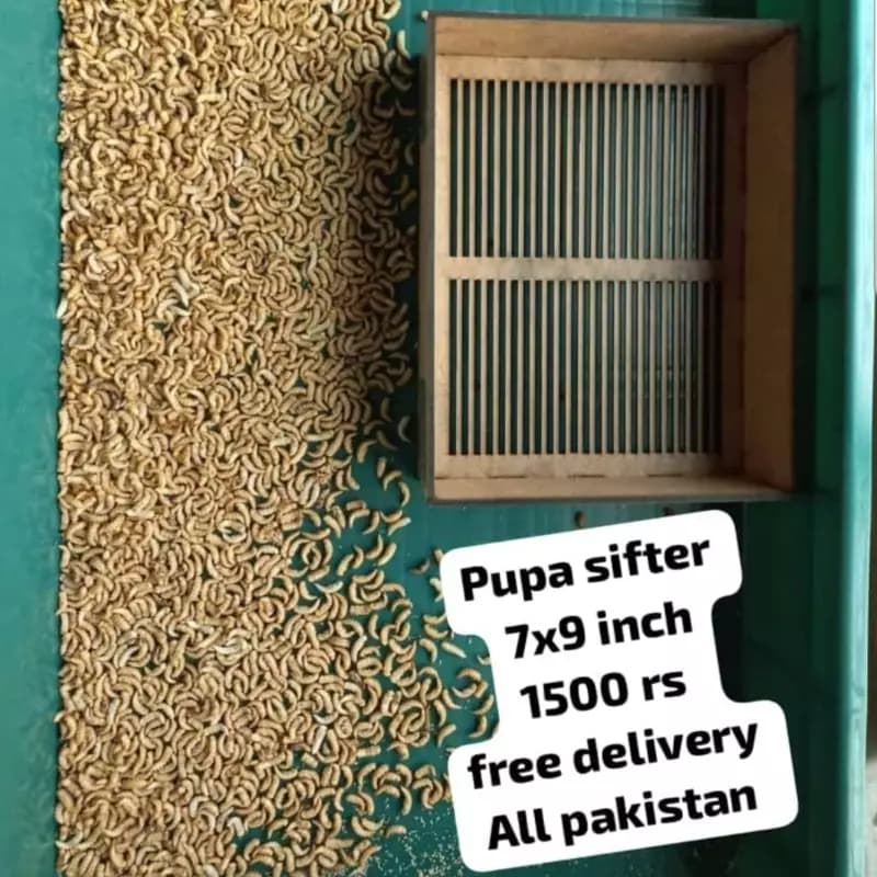 Pupae sifter