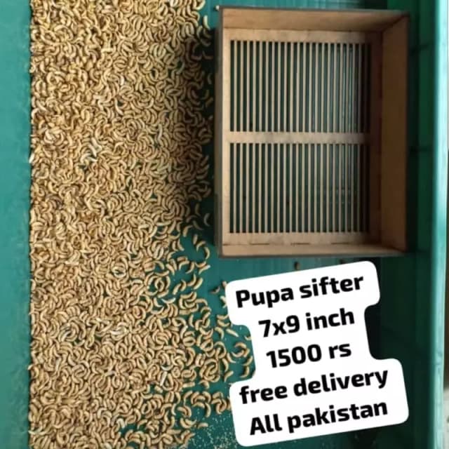 Pupae sifter